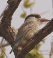 /album/photogallery/striped-kingfisher-2-jpg/
